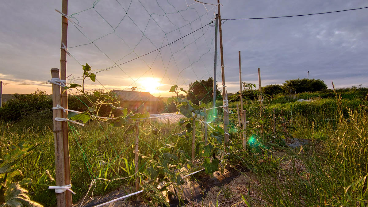 きゅうりの収穫と追肥 2021.6.15